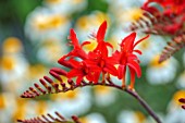 LARCH COTTAGE NURSERIES, CUMBRIA: CLOSE UP PORTRAIT OF THE RED FLOWERS OF CROCOSMIA