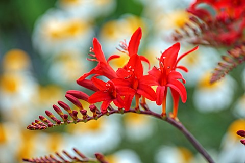 LARCH_COTTAGE_NURSERIES_CUMBRIA_CLOSE_UP_PORTRAIT_OF_THE_RED_FLOWERS_OF_CROCOSMIA