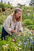 BEX PARTRIDGE, BOTANICAL TALES: BEX PARTRIDGE PICKING MIXED COLOURFUL CORNFLOWERS, CENTAUREA CYANUS, FROM HER ALLOTMENT FOR DRYING