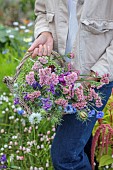 BEX PARTRIDGE, BOTANICAL TALES: BEX PARTRIDGE WITH PICKED, PICKING FLOWERS OF LOVE-IN-A-MIST, STATICE, LIMONIUM SINUATUM, SALVIA SCLAREA, FROM HER ALLOTMENT FOR DRYING