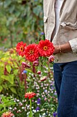 BEX PARTRIDGE, BOTANICAL TALES: BEX PARTRIDGE WITH RED PICKED, PICKING FLOWERS OF ZINNIA, FROM HER ALLOTMENT FOR DRYING
