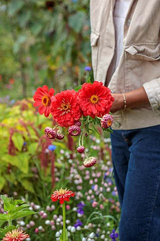 BEX_PARTRIDGE_BOTANICAL_TALES_BEX_PARTRIDGE_WITH_RED_PICKED_PICKING_FLOWERS_OF_ZINNIA_FROM_HER_ALLOT