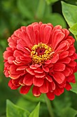 BEX PARTRIDGE, BOTANICAL TALES: CLOSE UP OF RED FLOWER OF ZINNIA, ANNUALS, FLOWERS
