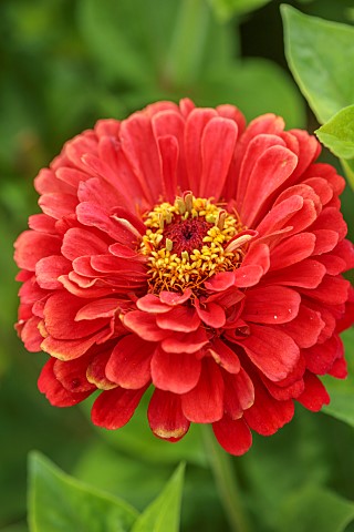 BEX_PARTRIDGE_BOTANICAL_TALES_CLOSE_UP_OF_RED_FLOWER_OF_ZINNIA_ANNUALS_FLOWERS