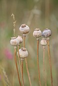BEX PARTRIDGE, BOTANICAL TALES: CLOSE UP OF POPPY SEED HEADS, BLOOMS, FLOWERING, BLOOMING, ANNUALS