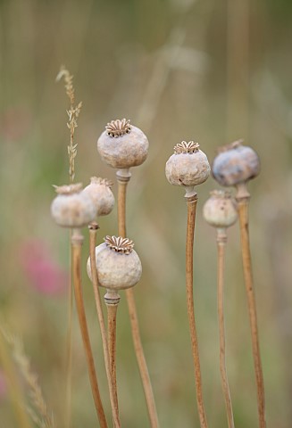BEX_PARTRIDGE_BOTANICAL_TALES_CLOSE_UP_OF_POPPY_SEED_HEADS_BLOOMS_FLOWERING_BLOOMING_ANNUALS