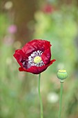 BEX PARTRIDGE, BOTANICAL TALES: CLOSE UP OF RED FLOWERS OF RED POPPY, BLOOMS, FLOWERING, BLOOMING, ANNUALS