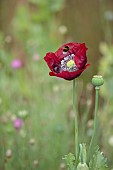 BEX PARTRIDGE, BOTANICAL TALES: CLOSE UP OF RED FLOWERS OF RED POPPY, BLOOMS, FLOWERING, BLOOMING, ANNUALS, BEE, INSECTS