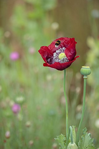 BEX_PARTRIDGE_BOTANICAL_TALES_CLOSE_UP_OF_RED_FLOWERS_OF_RED_POPPY_BLOOMS_FLOWERING_BLOOMING_ANNUALS