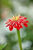 BEX PARTRIDGE, BOTANICAL TALES: CLOSE UP OF RED, WHITE FLOWERS OF ZINNIA, BLOOMS, FLOWERING, BLOOMING, ANNUALS