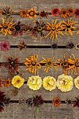 BEX PARTRIDGE, BOTANICAL TALES: FLOWER HEADS DRYING IN SLOT OF UPTURNED WOODEN CRATE, ROSES, RUDBECKIAS, ZINNIAS