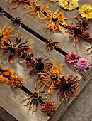 BEX PARTRIDGE, BOTANICAL TALES: FLOWER HEADS DRYING IN SLOT OF UPTURNED WOODEN CRATE, ROSES, RUDBECKIAS, ZINNIAS