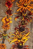 BEX PARTRIDGE, BOTANICAL TALES: FLOWER HEADS DRYING IN SLOT OF UPTURNED WOODEN CRATE, ROSES, RUDBECKIAS
