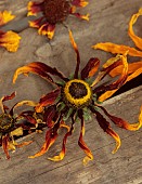 BEX PARTRIDGE, BOTANICAL TALES: FLOWER HEADS DRYING IN SLOT OF UPTURNED WOODEN CRATE, RUDBECKIAS