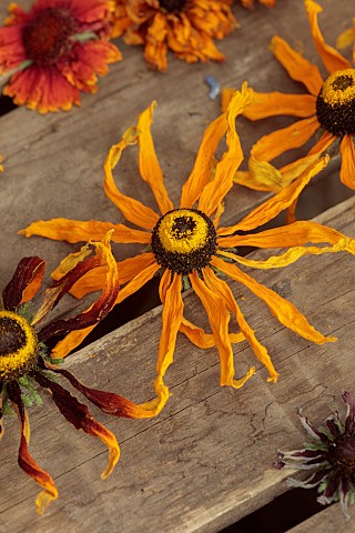 BEX_PARTRIDGE_BOTANICAL_TALES_FLOWER_HEADS_DRYING_IN_SLOT_OF_UPTURNED_WOODEN_CRATE_RUDBECKIAS_GALLAR