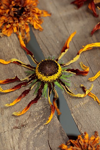 BEX_PARTRIDGE_BOTANICAL_TALES_FLOWER_HEADS_DRYING_IN_SLOT_OF_UPTURNED_WOODEN_CRATE_RUDBECKIAS_GALLAR