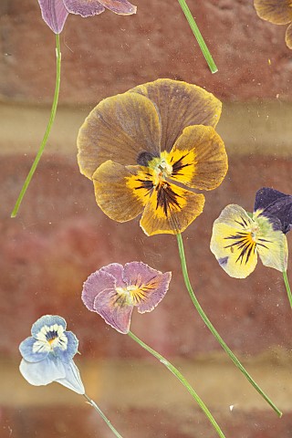 BEX_PARTRIDGE_BOTANICAL_TALES_DETAIL_OF_PRESSED_GARDEN_PANSIES_IN_GLASS_FRAME_DRIED_FLOWERS