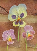 BEX PARTRIDGE, BOTANICAL TALES: DETAIL OF PRESSED GARDEN PANSIES IN GLASS FRAME, DRIED, FLOWERS