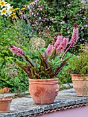 THE MANOR HOUSE, STEVINGTON, BEDFORDSHIRE. DESIGNER: KATHY BROWN - TERRACOTTA CONTAINER, PINK, PURPLE, FLOWERS OF PINEAPPLE LILY, EUCOMIS COMOSA SPARKLING BURGUNDY, SUMMER, BULBS