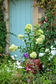 THE MANOR HOUSE, STEVINGTON, BEDFORDSHIRE. DESIGNER: KATHY BROWN - CONTAINER WITH CONTAINER PLANTED WITH HYDRANGEA LIMELIGHT, BLUE DOORWAY, DOOR, FRONT