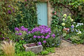 THE MANOR HOUSE, STEVINGTON, BEDFORDSHIRE. DESIGNER: KATHY BROWN - GRAVEL, CONTAINER PLANTED WITH HYDRANGEA LIMELIGHT, TROUGH, PHLOX , BLUE DOORWAY, DOOR, FRONT