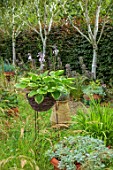 THE MANOR HOUSE, STEVINGTON, BEDFORDSHIRE. DESIGNER: KATHY BROWN - CONTAINERS WITH HOSTAS, GREEN, YELLOW, SUMMER