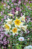 THE MANOR HOUSE, STEVINGTON, BEDFORDSHIRE. DESIGNER: KATHY BROWN - CLOSE UP OF CREAM, YELLOW, FLOWERS OF LILY, LILIUM YELLOW ROCKET AND PINK, PURPLE, WHITE, CLEMATIS MINUET