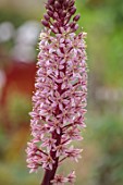 THE MANOR HOUSE, STEVINGTON, BEDFORDSHIRE. DESIGNER: KATHY BROWN - CLOSE UP OF PINK, PURPLE, FLOWERS OF PINEAPPLE LILY, EUCOMIS COMOSA SPARKLING BURGUNDY, SUMMER, BULBS, AUGUST