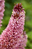 THE MANOR HOUSE, STEVINGTON, BEDFORDSHIRE. DESIGNER: KATHY BROWN - CLOSE UP OF PINK, PURPLE, FLOWERS OF PINEAPPLE LILY, EUCOMIS COMOSA SPARKLING BURGUNDY, SUMMER, BULBS, AUGUST