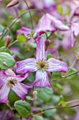 THE MANOR HOUSE, STEVINGTON, BEDFORDSHIRE. DESIGNER: KATHY BROWN - CLOSE UP OF PINK, PURPLE, WHITE, FLOWERS OF CLEMATIS VITICELLA MINUET, CLIMBERS, CLIMBING, PETALS, BLOOMS