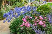 MORTON HALL GARDENS, WORCESTERSHIRE: SOUTH GARDEN, BORDERS, BLUE FLOWERS OF AGAPANTHUS NORTHERN STAR, ROSES, ROSA BLUSH CHINA, PEROVSKIA BLUE SPIRE, FOUNTAIN