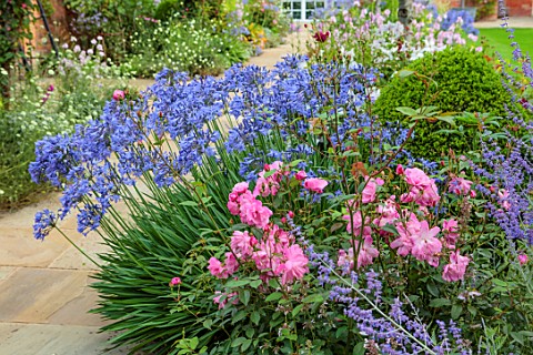 MORTON_HALL_GARDENS_WORCESTERSHIRE_SOUTH_GARDEN_BORDERS_BLUE_FLOWERS_OF_AGAPANTHUS_NORTHERN_STAR_ROS