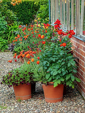 MORTON_HALL_GARDENS_WORCESTERSHIRE_HOT_FLOWERS_CONTAINERS_TERRACOTTA_POTS_OF_CANNA_ARCTOTIS_FLAME_CA