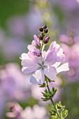 MORTON HALL GARDENS, WORCESTERSHIRE: COSE UP OF PALE PINK FLOWERS OF SIDALCEA ELSIE HEUGH, MALLOW, SUMMER, PERENNIALS
