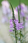 MORTON HALL GARDENS, WORCESTERSHIRE: COSE UP OF PALE PINK FLOWERS OF PHYSOSTEGIA VIRGINIANA, SUMMER, PERENNIALS