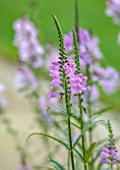 MORTON HALL GARDENS, WORCESTERSHIRE: COSE UP OF PALE PINK FLOWERS OF PHYSOSTEGIA VIRGINIANA, SUMMER, PERENNIALS