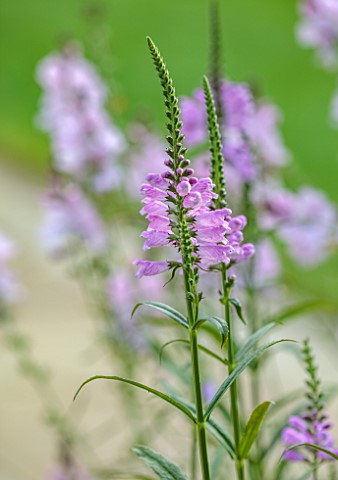 MORTON_HALL_GARDENS_WORCESTERSHIRE_COSE_UP_OF_PALE_PINK_FLOWERS_OF_PHYSOSTEGIA_VIRGINIANA_SUMMER_PER