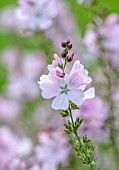 MORTON HALL GARDENS, WORCESTERSHIRE: COSE UP OF PALE PINK FLOWERS OF SIDALCEA ELSIE HEUGH, MALLOW, SUMMER, PERENNIALS