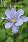MORTON HALL GARDENS, WORCESTERSHIRE: COSE UP OF PALE BLUE FLOWERS OF CLEMATIS SILVER MOON, SUMMER, PERENNIALS