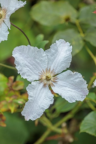 MORTON_HALL_GARDENS_WORCESTERSHIRE_COSE_UP_OF_WHITE_FLOWERS_OF_CLEMATIS_PRINCE_GEORGE_SUMMER_PERENNI