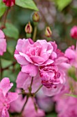 MORTON HALL GARDENS, WORCESTERSHIRE: COSE UP OF PALE PINK FLOWERS OF ROSE, ROSA OLD BLUSH CHINA, SUMMER, SHRUBS