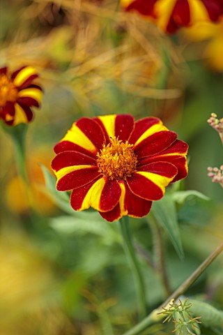 PRIVATE_GARDEN_BERKSHIRE_DESIGNER_ISTVAN_DUDAS_CLOSE_UP_OF_YELLOW_AND_RED_FLOWERS_OF_TAGETES_JOLLY_J