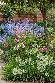 MORTON HALL GARDENS, WORCESTERSHIRE: SOUTH GARDEN, BORDERS, WHITE FLOWERS OF AGAPANTHUS POLAR STAR, PEROVSKIA BLUE SPIRE, ROSES, ROSA OLD BLUSH CHINA, AGAPANTHUS NORTHERN STAR