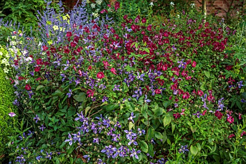 MORTON_HALL_GARDENS_WORCESTERSHIRE_COMBINATION_ASSOCIATION_OF_BLUE_PURPLE_FLOWERS_OF_CLEMATIS_VITICE