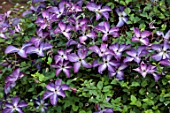 MORTON HALL GARDENS, WORCESTERSHIRE: BLUE, PURPLE FLOWERS OF CLEMATIS VENOSA VIOLACEA, LATE, SUMMER DECIDUOUS, CLIMBING, CLIMBERS, CLIMBER, JULY