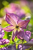 MORTON HALL GARDENS, WORCESTERSHIRE: PURPLE FLOWERS OF CLEMATIS VENOSA VIOLACEA, LATE, SUMMER DECIDUOUS, CLIMBING, CLIMBERS, CLIMBER, JULY