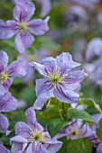 MORTON HALL GARDENS, WORCESTERSHIRE: BLUE, PURPLE, PINK,  FLOWERS OF CLEMATIS EMILIA PLATER, LATE, SUMMER DECIDUOUS, CLIMBING, CLIMBERS, CLIMBER, JULY