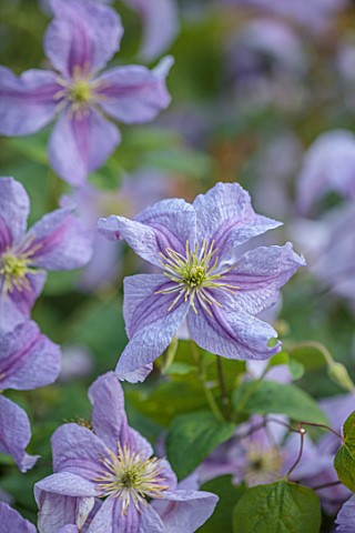 MORTON_HALL_GARDENS_WORCESTERSHIRE_BLUE_PURPLE_PINK__FLOWERS_OF_CLEMATIS_EMILIA_PLATER_LATE_SUMMER_D