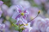 MORTON HALL GARDENS, WORCESTERSHIRE: BLUE, PURPLE, PINK,  FLOWERS OF CLEMATIS EMILIA PLATER, LATE, SUMMER DECIDUOUS, CLIMBING, CLIMBERS, CLIMBER, JULY