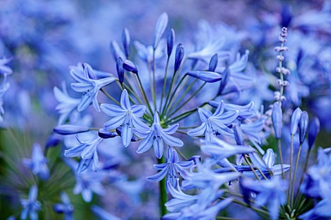 MORTON_HALL_GARDENS_WORCESTERSHIRE_BLUE_PURPLE_FLOWERS_OF_AGAPANTHUS_POLAR_STAR_AFRICAN_LILY_SUMMER_